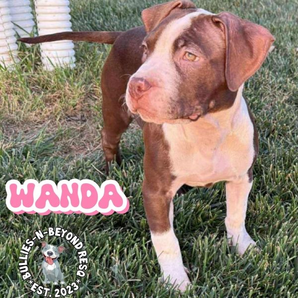 The Chicks Litter: Wanda thumbnail 6