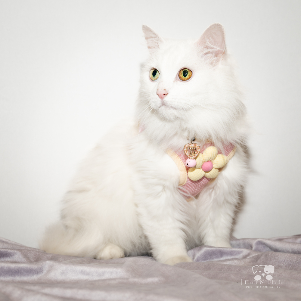 Cleo, an adoptable Ragdoll, Domestic Long Hair in Calimesa, CA, 92320 | Photo Image 1