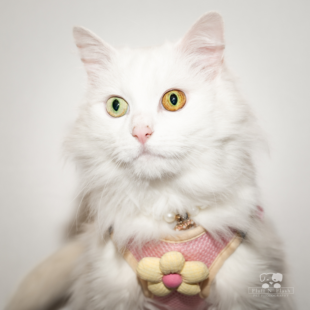 Cleo, an adoptable Ragdoll, Domestic Long Hair in Calimesa, CA, 92320 | Photo Image 2