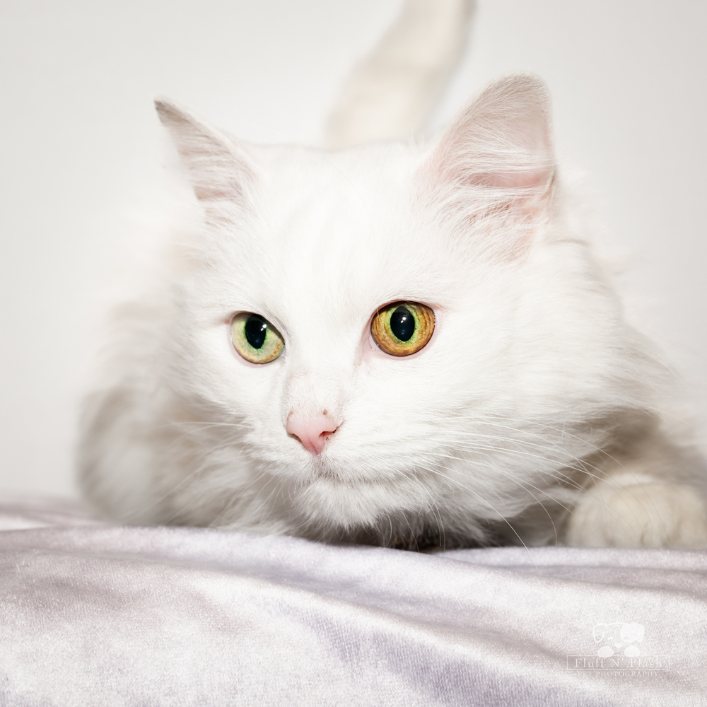 Cleo, an adoptable Ragdoll, Domestic Long Hair in Calimesa, CA, 92320 | Photo Image 4