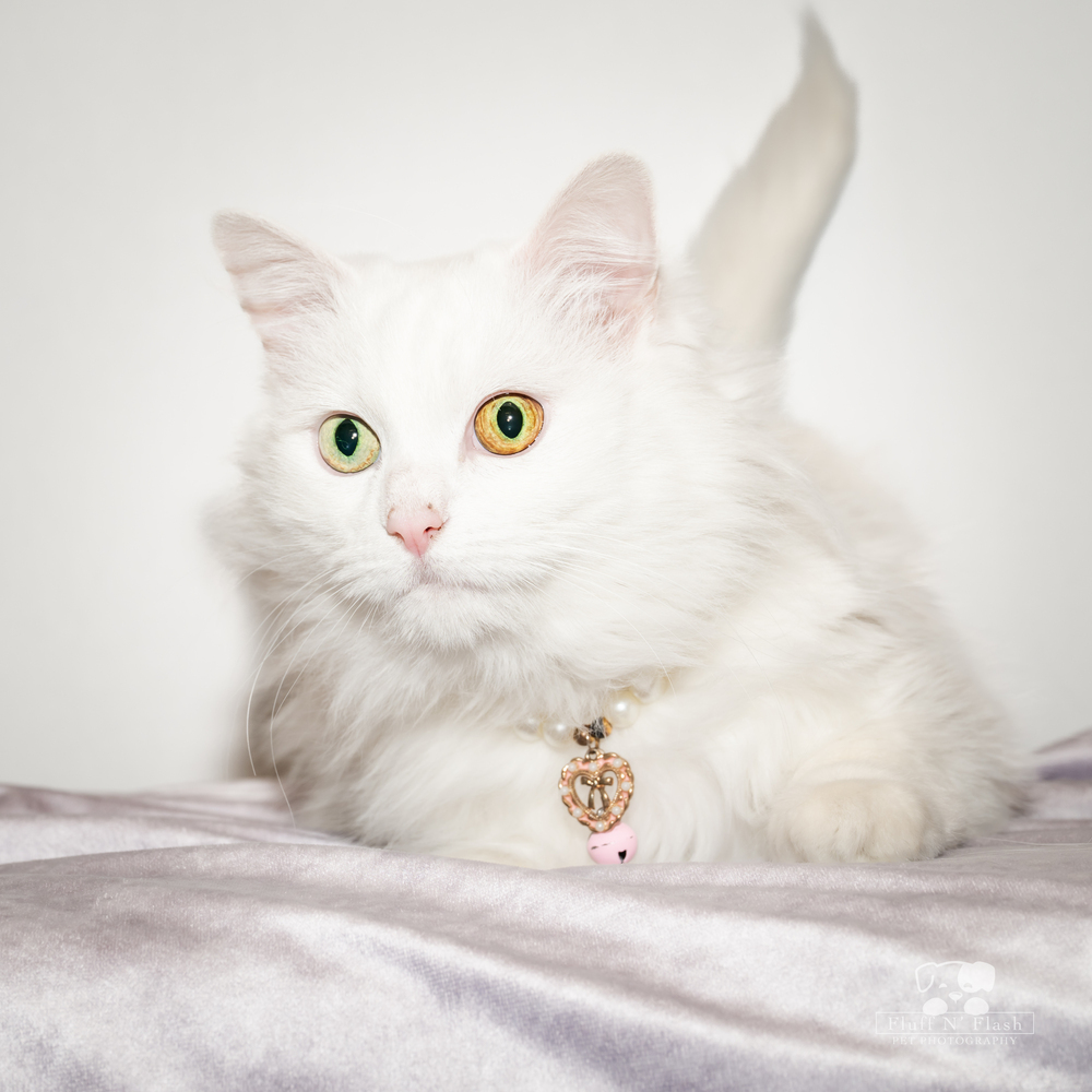 Cleo, an adoptable Ragdoll, Domestic Long Hair in Calimesa, CA, 92320 | Photo Image 5