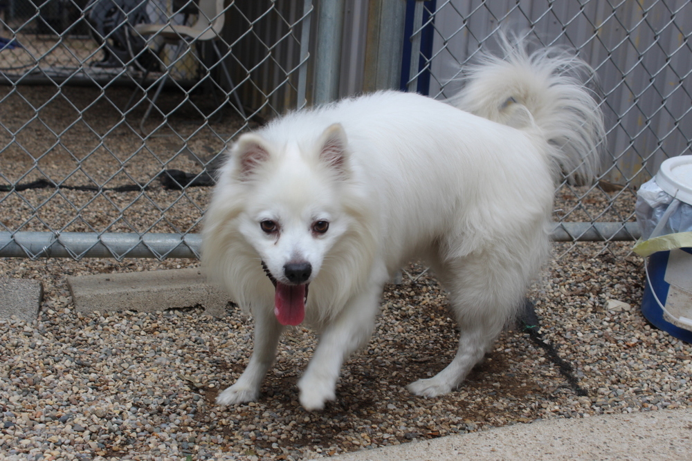 Nebo (Adoption fee SPONSORED!)