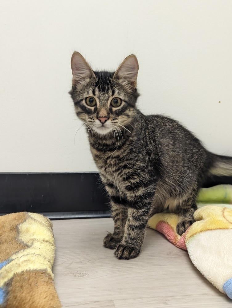 Christian, an adoptable Domestic Medium Hair in Fort collins, CO, 80526 | Photo Image 1