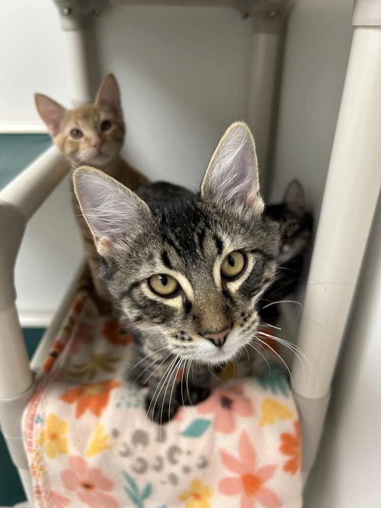 Christian, an adoptable Domestic Medium Hair in Fort collins, CO, 80526 | Photo Image 2