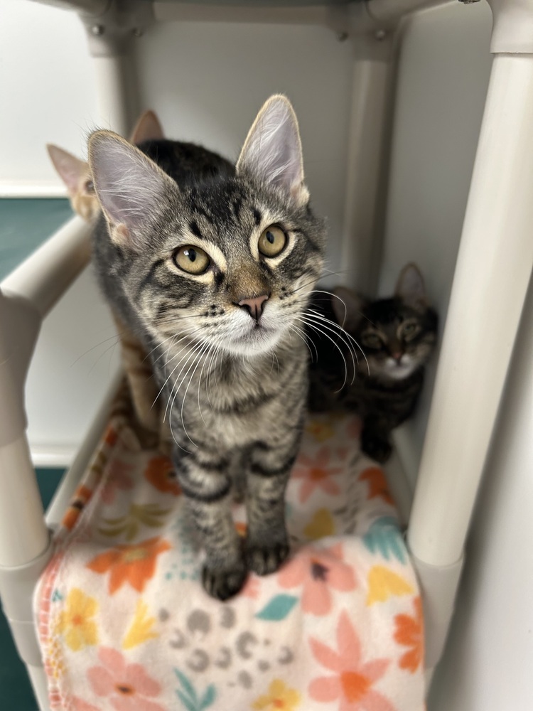Christian, an adoptable Domestic Medium Hair in Fort collins, CO, 80526 | Photo Image 3