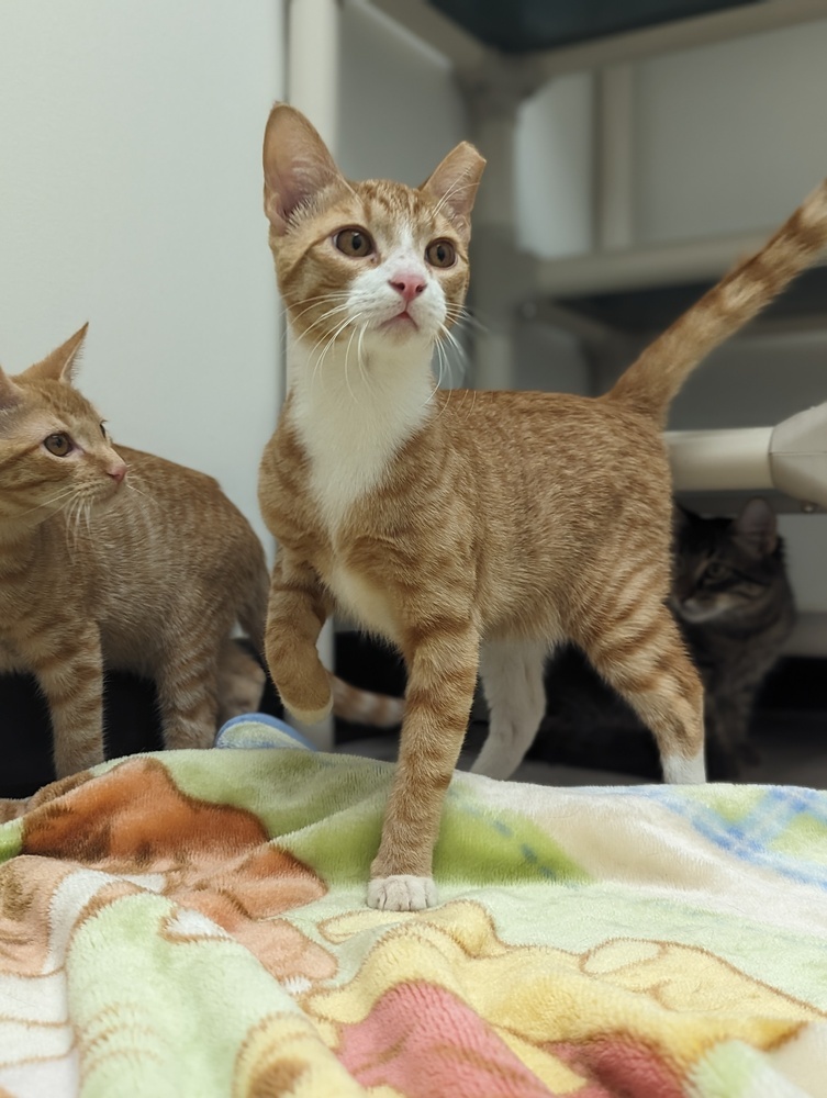 Weasley, an adoptable Domestic Short Hair in Fort collins, CO, 80526 | Photo Image 1