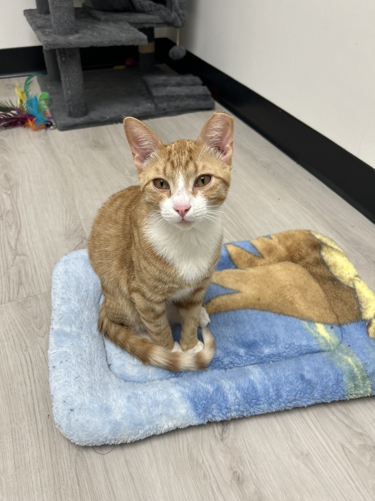 Weasley, an adoptable Domestic Short Hair in Fort collins, CO, 80526 | Photo Image 2