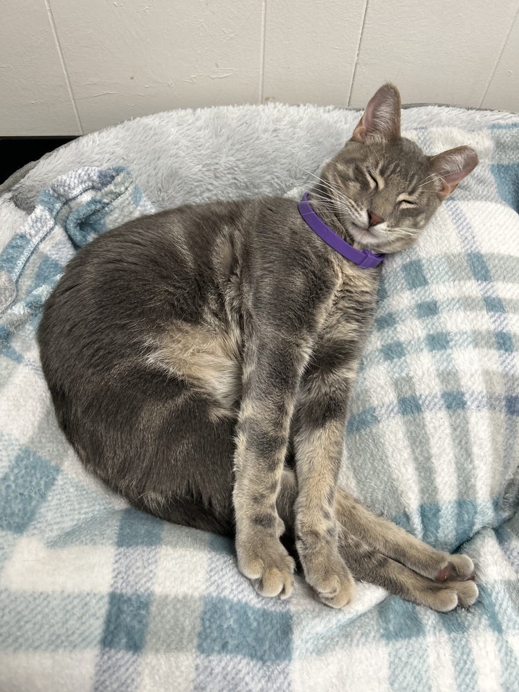 Dusty, an adoptable Domestic Short Hair in Fort collins, CO, 80526 | Photo Image 1