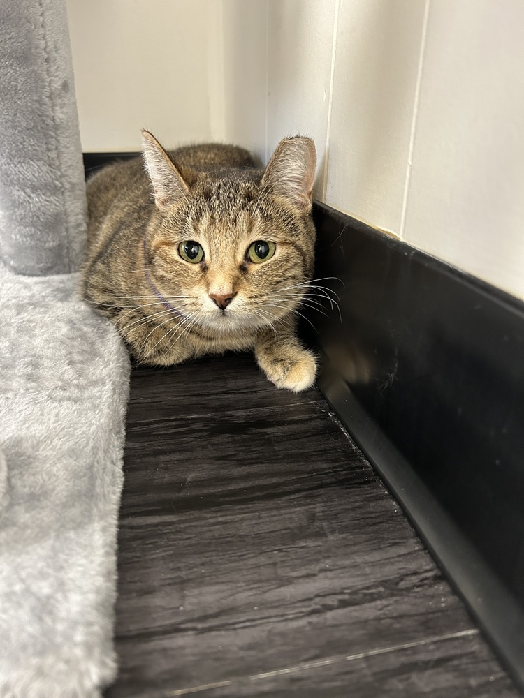 Libby, an adoptable Domestic Short Hair in Fort collins, CO, 80526 | Photo Image 1