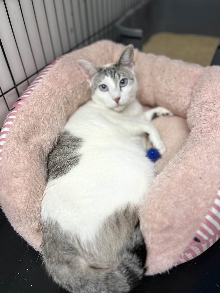 Lousie, an adoptable Domestic Short Hair, Siamese in Fort collins, CO, 80526 | Photo Image 1