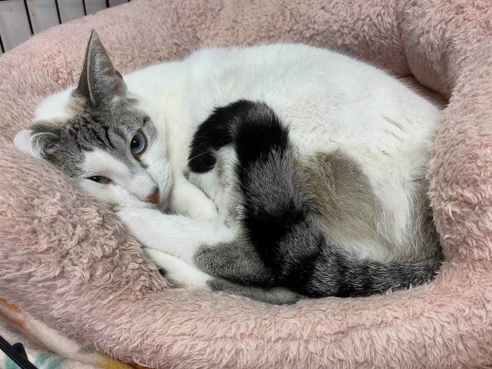 Lousie, an adoptable Domestic Short Hair, Siamese in Fort collins, CO, 80526 | Photo Image 4