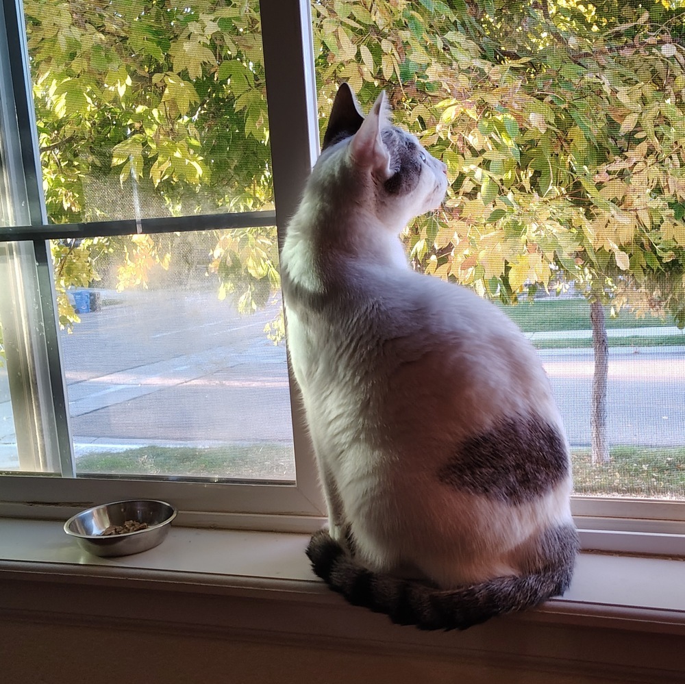 Lousie, an adoptable Domestic Short Hair, Siamese in Fort collins, CO, 80526 | Photo Image 5