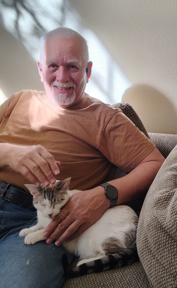 Lousie, an adoptable Domestic Short Hair, Siamese in Fort collins, CO, 80526 | Photo Image 6