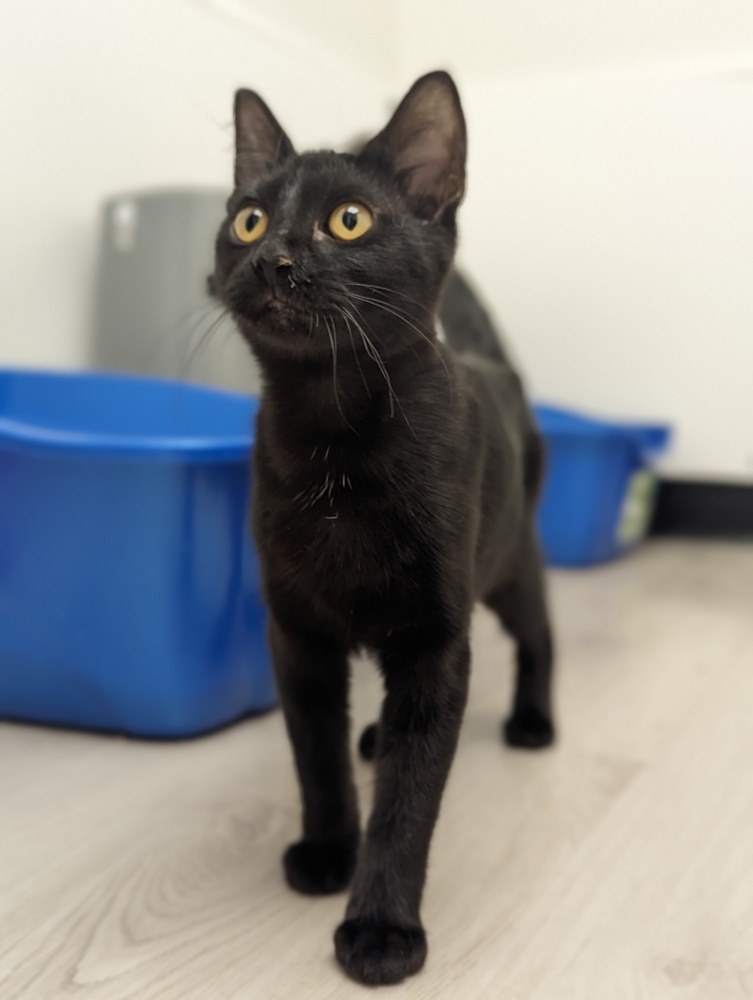 Pixie, an adoptable Domestic Short Hair in Fort collins, CO, 80526 | Photo Image 1