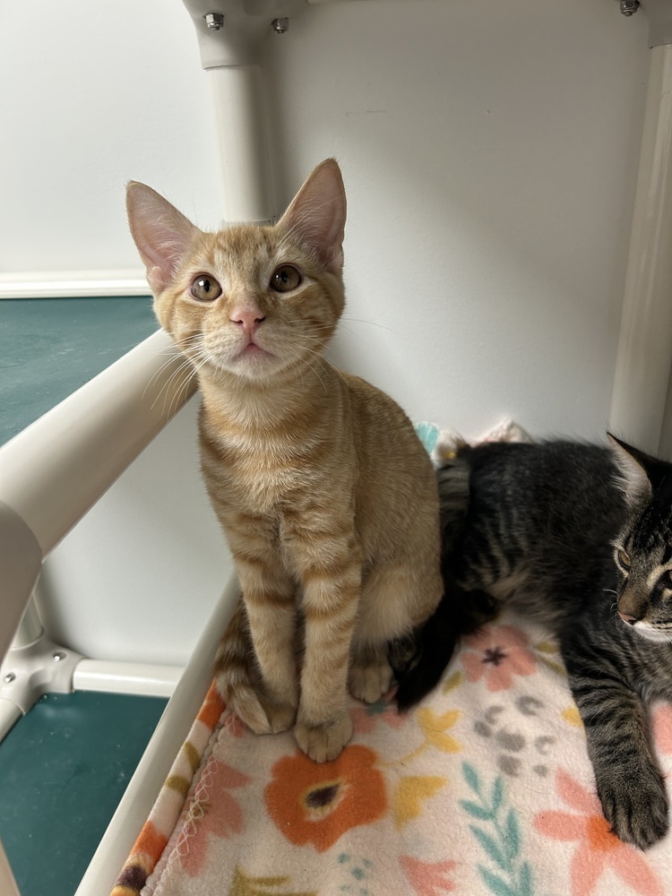 Mango, an adoptable Domestic Short Hair in Fort collins, CO, 80526 | Photo Image 1
