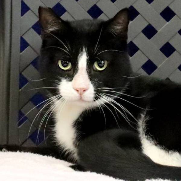 Bandit, an adoptable Domestic Short Hair in Fort Davis, TX, 79734 | Photo Image 1