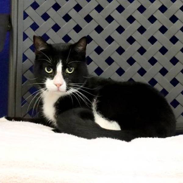 Bandit, an adoptable Domestic Short Hair in Fort Davis, TX, 79734 | Photo Image 2