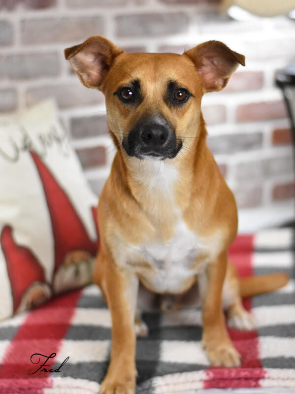 Fred (Flintstone Litter)