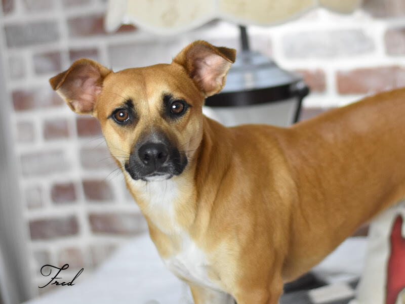 Fred (Flintstone Litter)