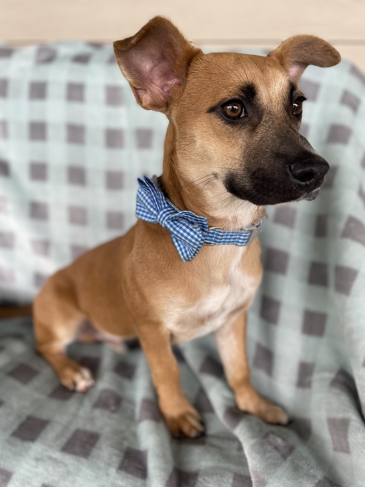 Fred (Flintstone Litter)