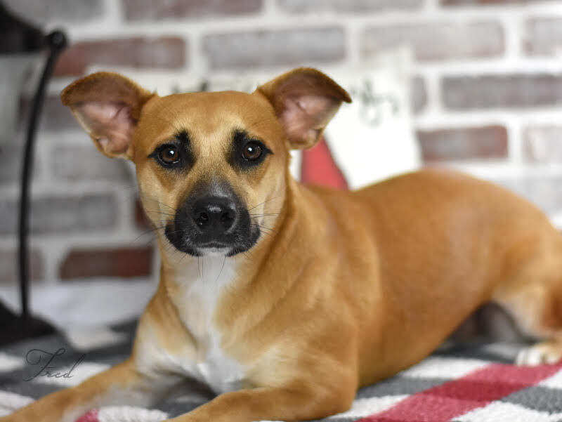 Fred (Flintstone Litter)