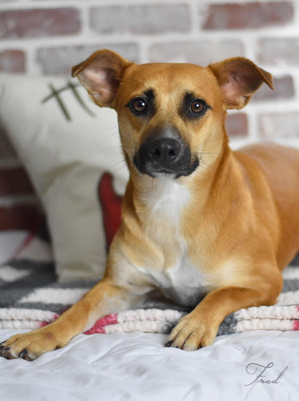 Fred (Flintstone Litter)