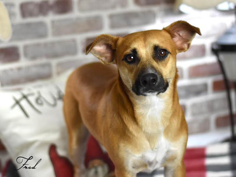 Fred (Flintstone Litter)