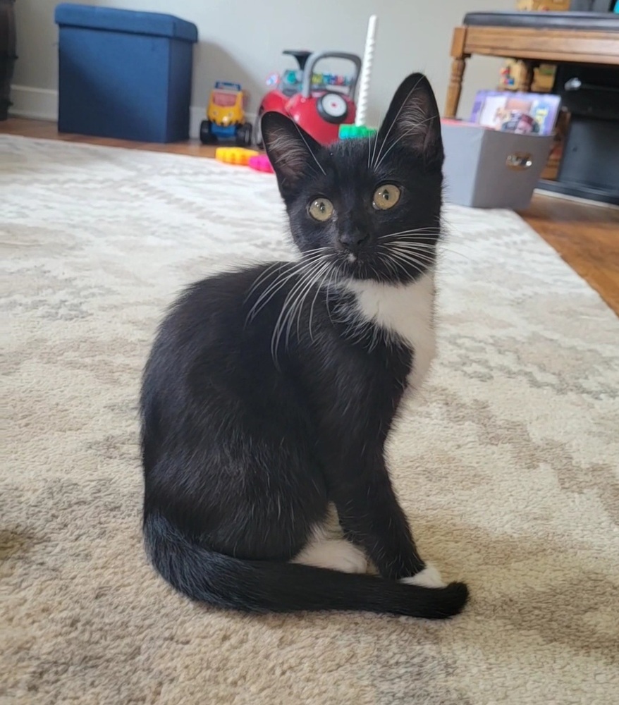 Nutmeg