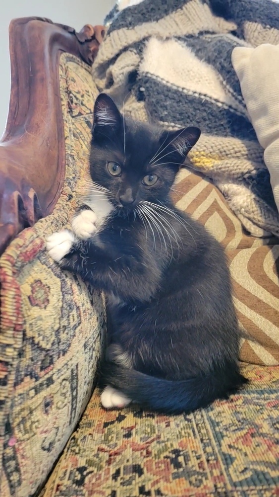 Nutmeg