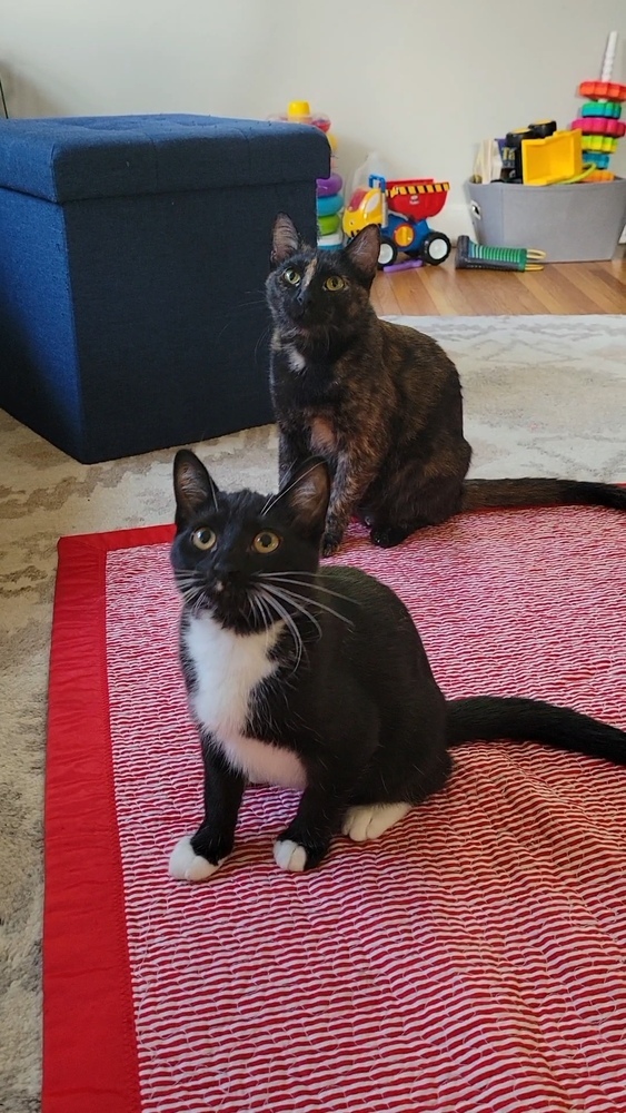 Nutmeg