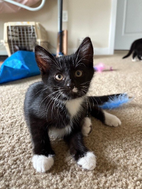 Yami, an adoptable Domestic Short Hair in Fort Collins, CO, 80524 | Photo Image 1