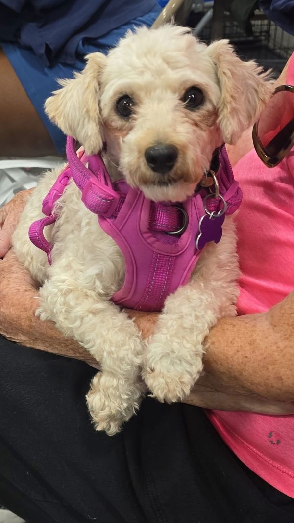 Jenny Wren thumbnail 2