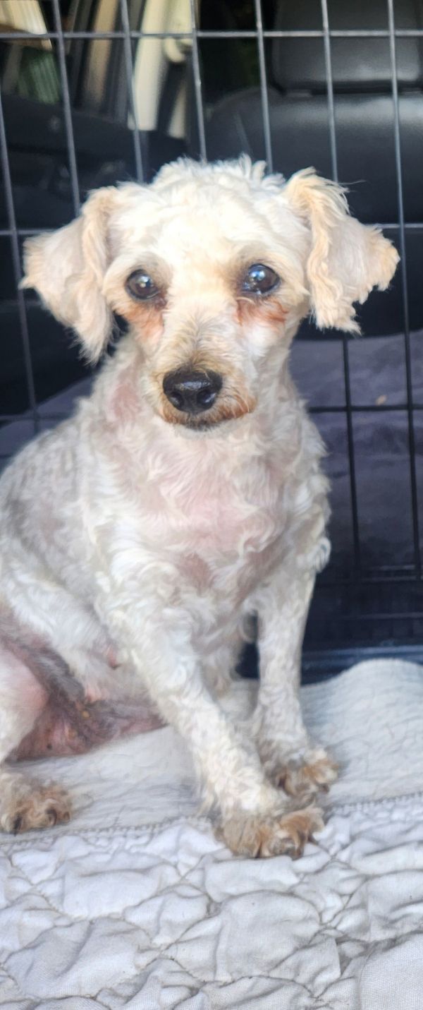 Jenny Wren thumbnail 3