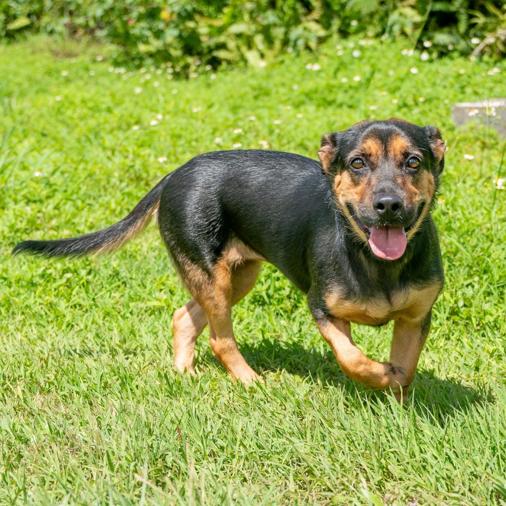 Avocado, an adoptable Affenpinscher in Mangilao, GU, 96923 | Photo Image 1
