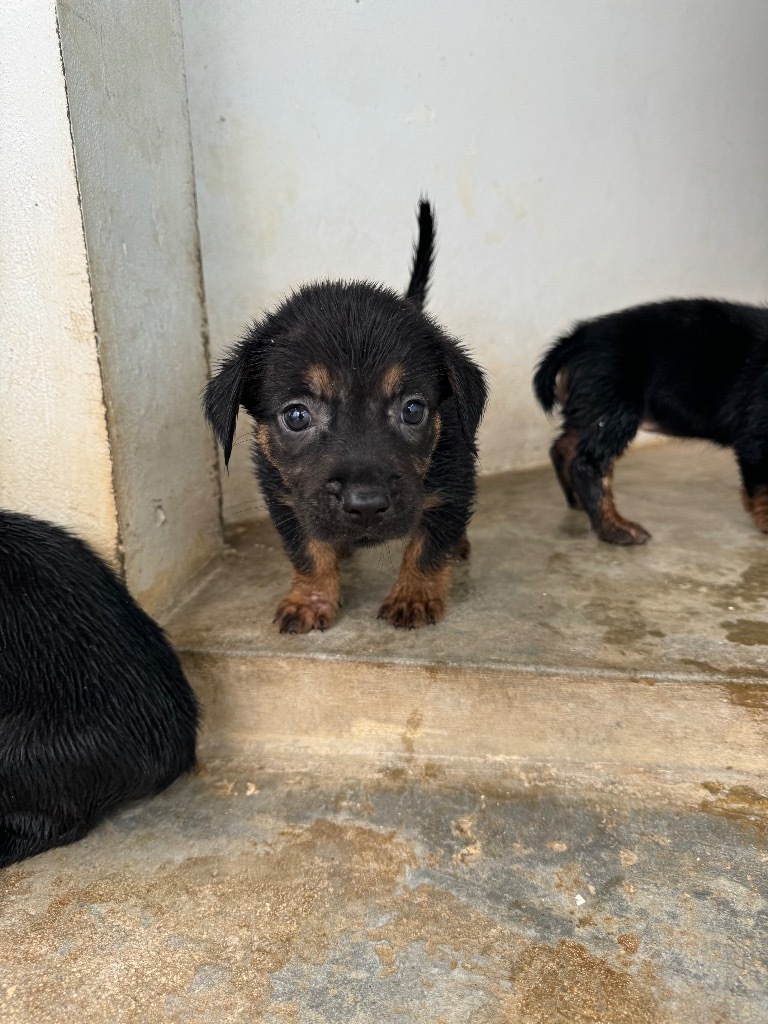 Avocado, an adoptable Affenpinscher in Mangilao, GU, 96923 | Photo Image 2