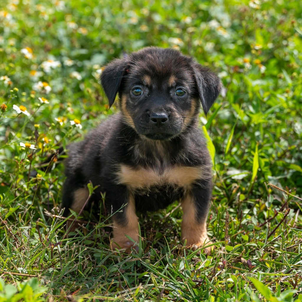 Avocado, an adoptable Affenpinscher in Mangilao, GU, 96923 | Photo Image 3