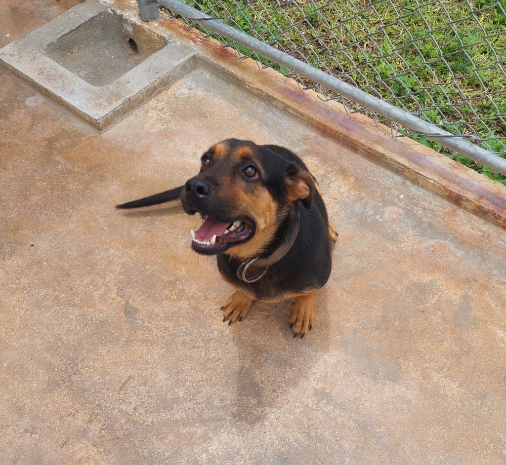 Avocado, an adoptable Affenpinscher in Mangilao, GU, 96923 | Photo Image 4