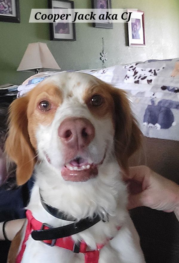 Okcooper Jack Aka Cj