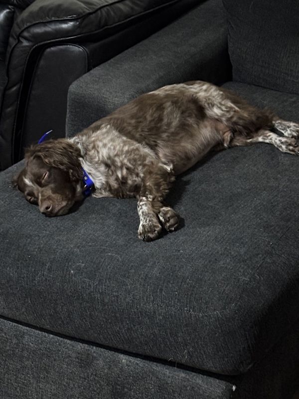 Coarchibald Archie thumbnail 3