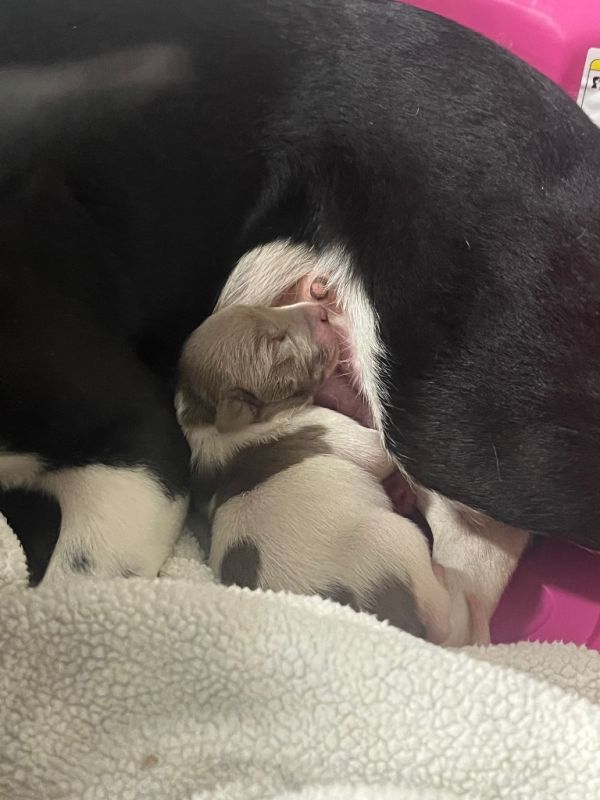 Spaghetti thumbnail 2