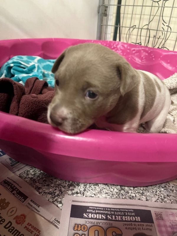 Spaghetti thumbnail 3