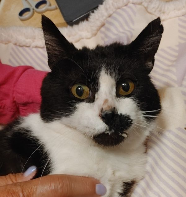 Captain Sisko photo 1