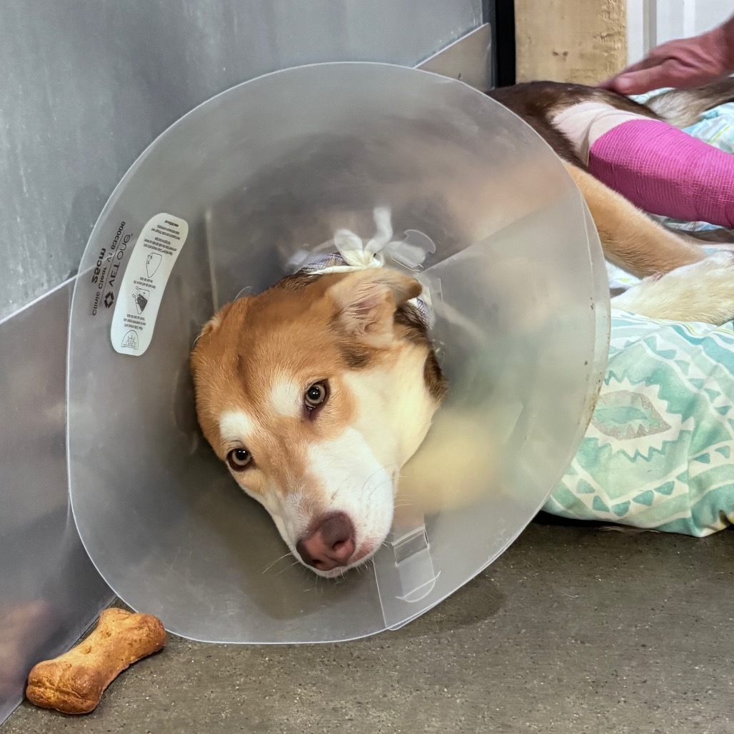 Lilo, an adoptable Mixed Breed in Bismarck, ND, 58507 | Photo Image 1