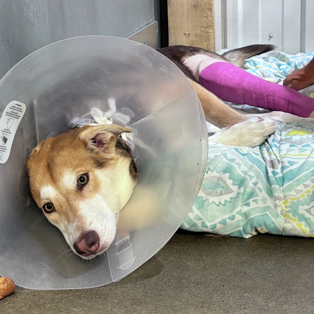 Lilo, an adoptable Mixed Breed in Bismarck, ND, 58507 | Photo Image 2