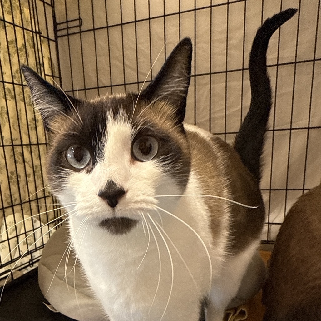 Ace, an adoptable Domestic Short Hair, Siamese in Bismarck, ND, 58507 | Photo Image 1