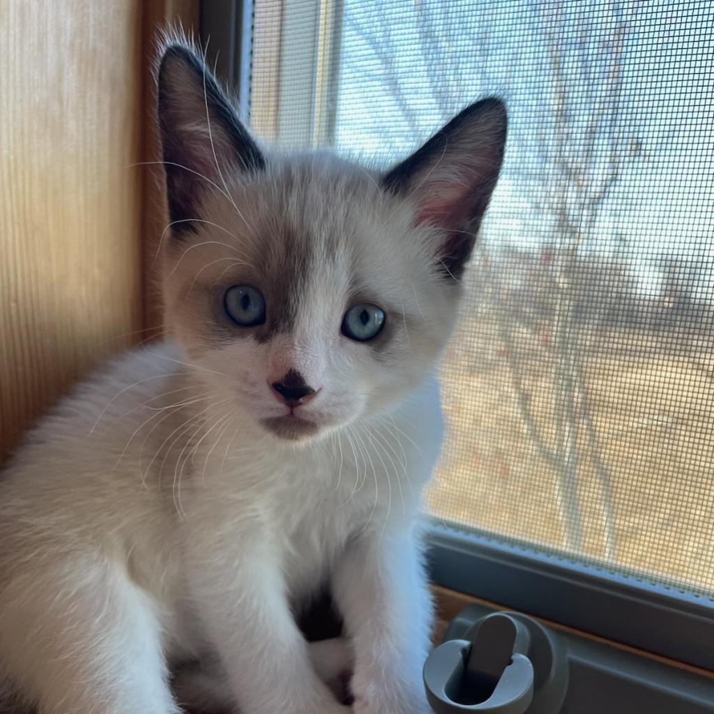 Ace, an adoptable Domestic Short Hair, Siamese in Bismarck, ND, 58507 | Photo Image 2