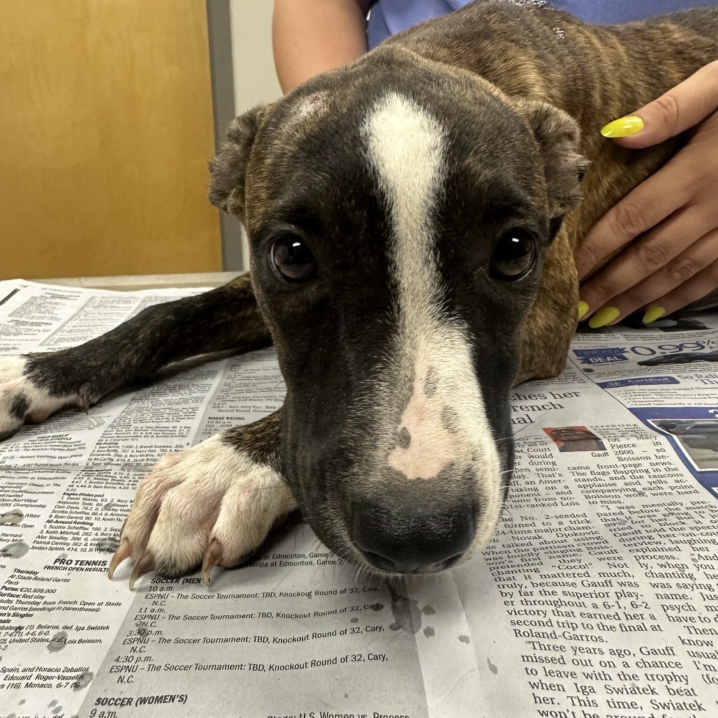 Bailey "Lily" - 073103T