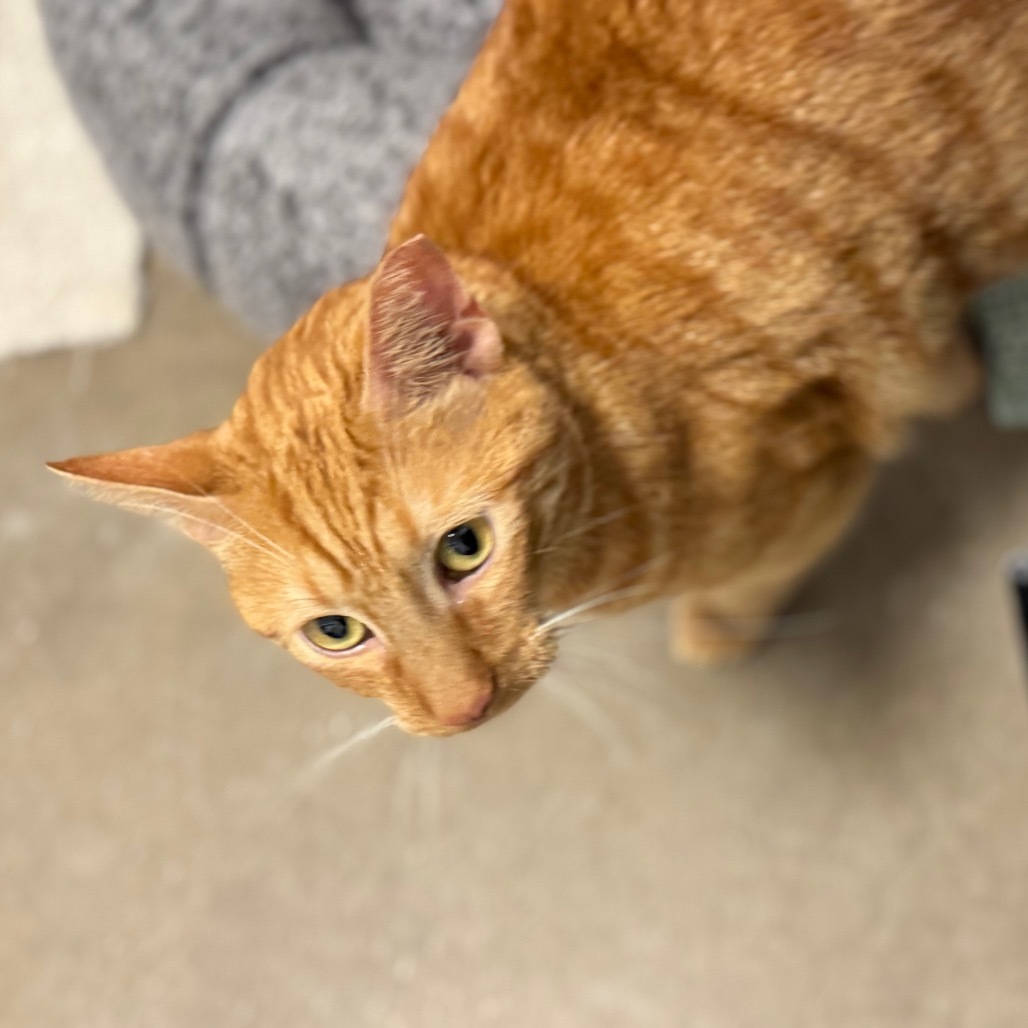 Simba