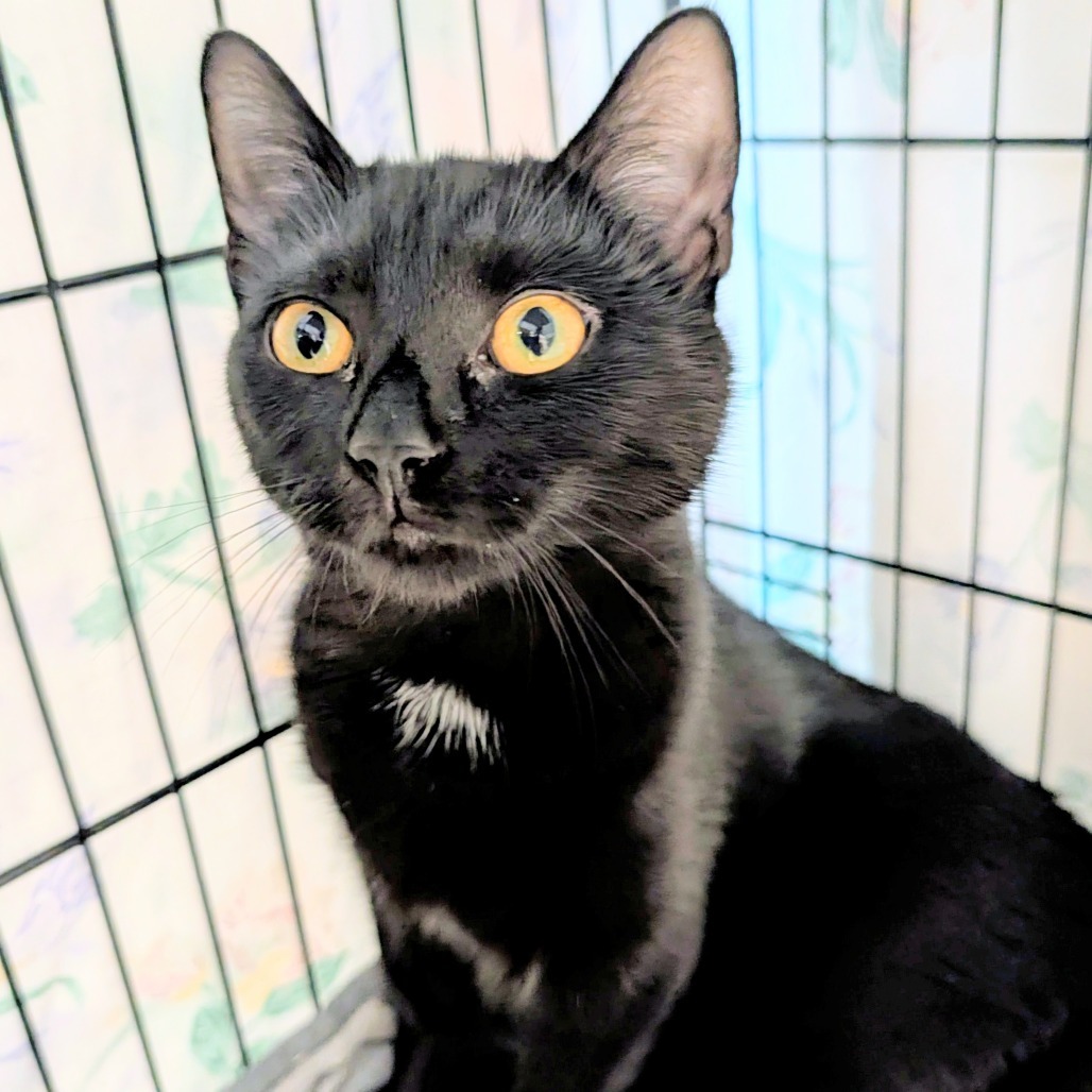 Carmela
