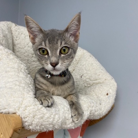 Winky, an adoptable Domestic Short Hair in Duncan, OK, 73533 | Photo Image 1